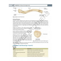 Inderbir Singh's Textbook of Human Osteology with Atlas of Muscle Attachments, 5/E for MBBS 1st Year Students | CBME-aligned… -