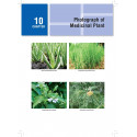 Illustrated Textbook of Indian Medicinal Plants in Dermatology for BAMS and MD Ayurveda Students | Practical Point-of-Care R… -