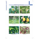 Illustrated Textbook of Indian Medicinal Plants in Dermatology for BAMS and MD Ayurveda Students | Practical Point-of-Care R… -