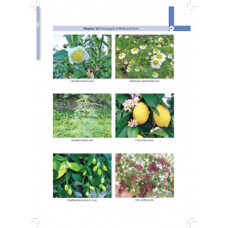 Illustrated Textbook of Indian Medicinal Plants in Dermatology for BAMS and MD Ayurveda Students | Practical Point-of-Care R… -