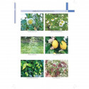Illustrated Textbook of Indian Medicinal Plants in Dermatology for BAMS and MD Ayurveda Students | Practical Point-of-Care R… -