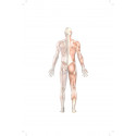 Clinical Case Studies in Anatomy, 2/e| An Integrated Approach | • With Reasoning | • Structured Questions and Answers (PB 20… -