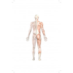 Clinical Case Studies in Anatomy, 2/e| An Integrated Approach | • With Reasoning | • Structured Questions and Answers (PB 20… -