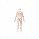 Clinical Case Studies in Anatomy, 2/e| An Integrated Approach | • With Reasoning | • Structured Questions and Answers (PB 20… -