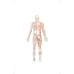 Clinical Case Studies in Anatomy, 2/e| An Integrated Approach | • With Reasoning | • Structured Questions and Answers (PB 20… -