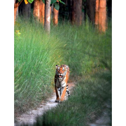 SUGARCANE TIGERS OF AMARIA JOINING THE DOTS WITH RAHUL SHUKLA (HB 2023) book by SHUKLA R K (IFS) - Additional Image 6