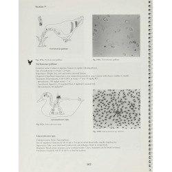 Veterinary Parasitology Reference Manual 5Ed (Pb 2001) book by William J. Foreyt - Additional Image 7