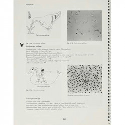 Veterinary Parasitology Reference Manual 5Ed (Pb 2001) book by William J. Foreyt - Additional Image 8