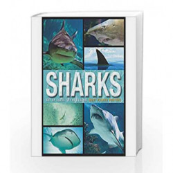 Sharks by Parragon Book-9781472376725