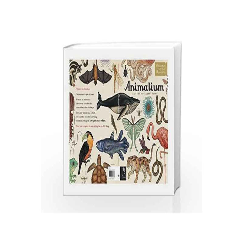 Animalium (Welcome To The Museum) by Jenny Broom Book-9781783700608