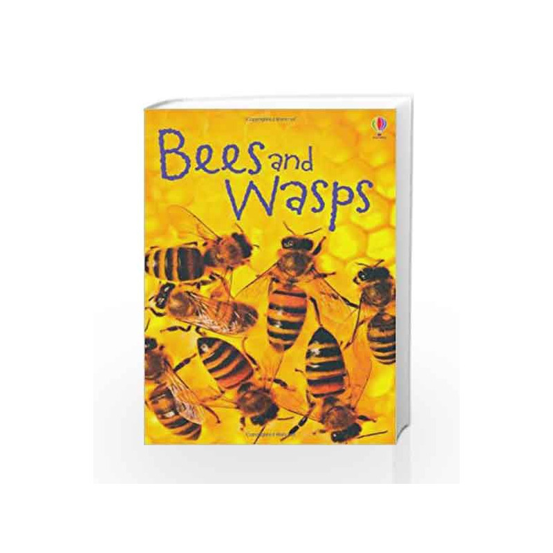 Bees and Wasps (Beginners Series) by James Maclaine Book-9781409544876