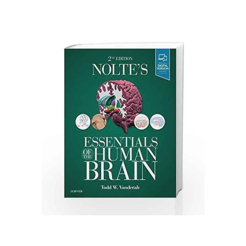 Nolte's Essentials of the Human Brain, 2e by Vanderah T W Book-9780323529310