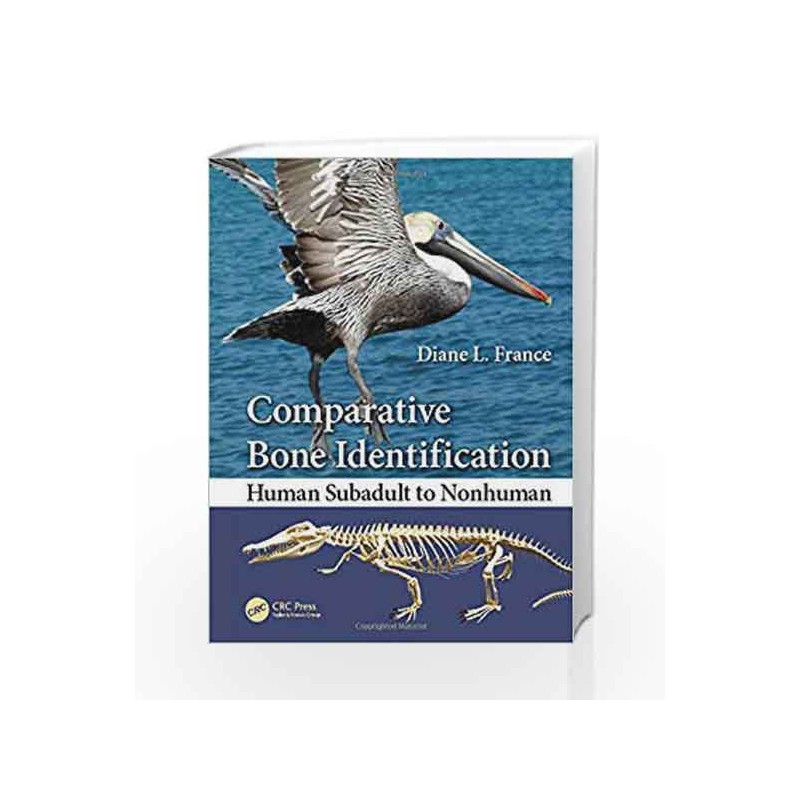 Comparative Bone Identification: Human Subadult to Nonhuman by France D L Book-9781439820438